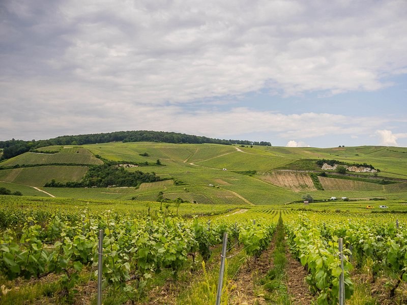 Vine rows climbing a long green slope to a wooded ridge under a cloudy sky